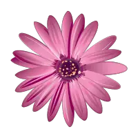 Flower logo vector